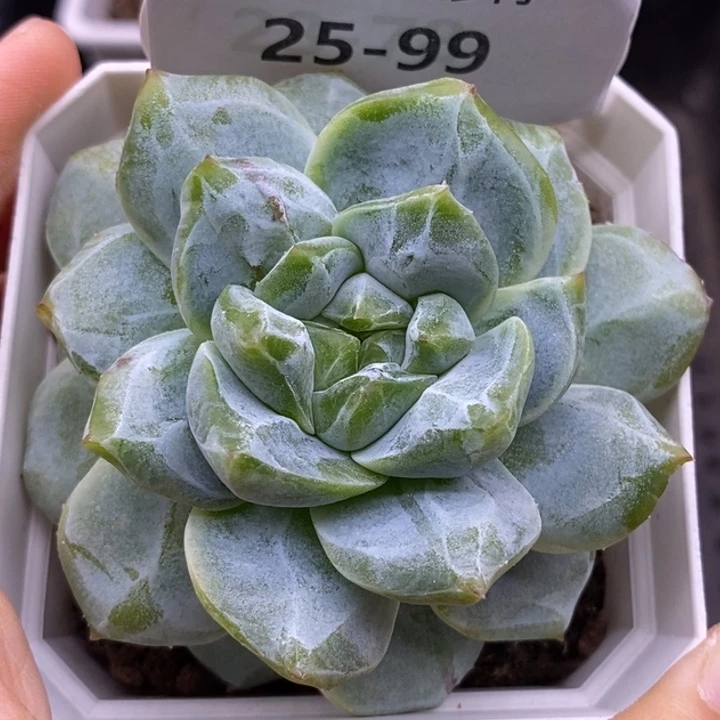 【闪购商品】25-99