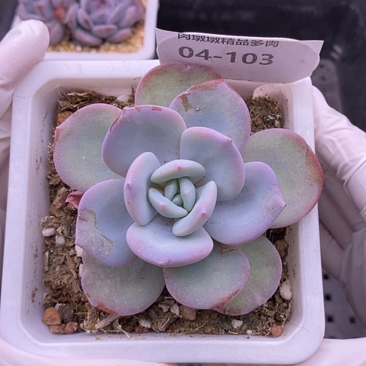 【闪购商品】04-103