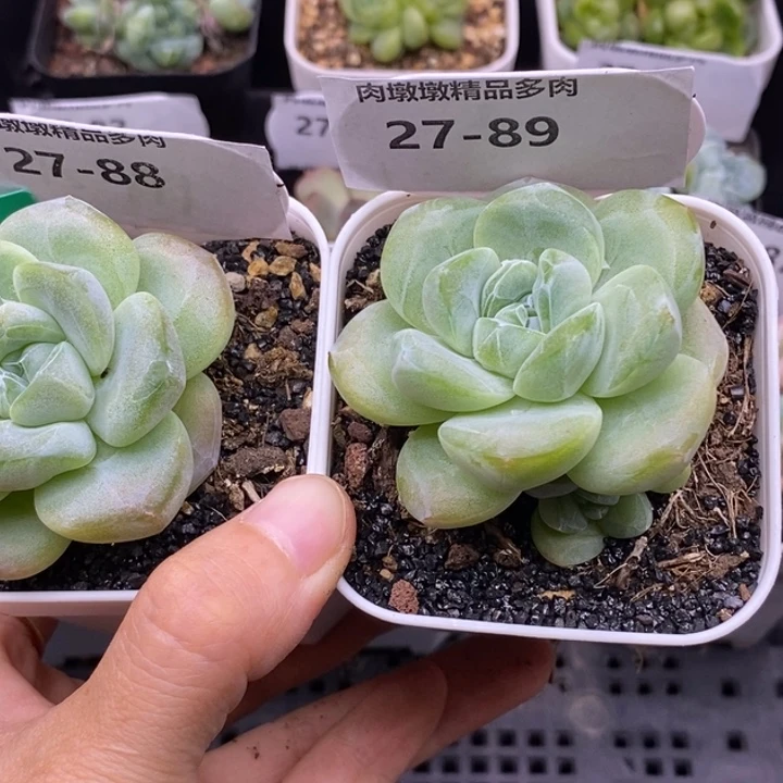 【闪购商品】27-88 89
