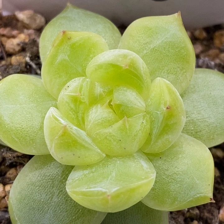 【闪购商品】24-48钻石珍妮