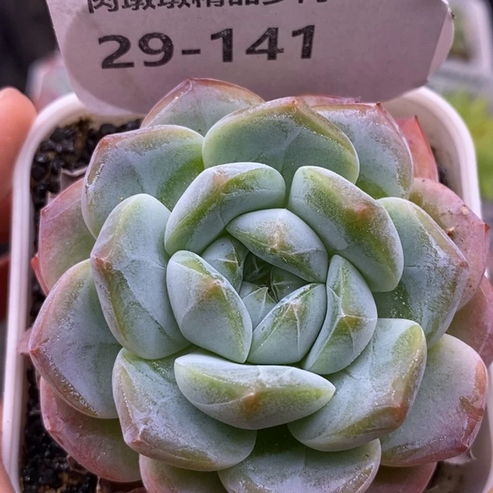 【闪购商品】29-141