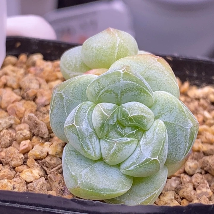 【闪购商品】26-18