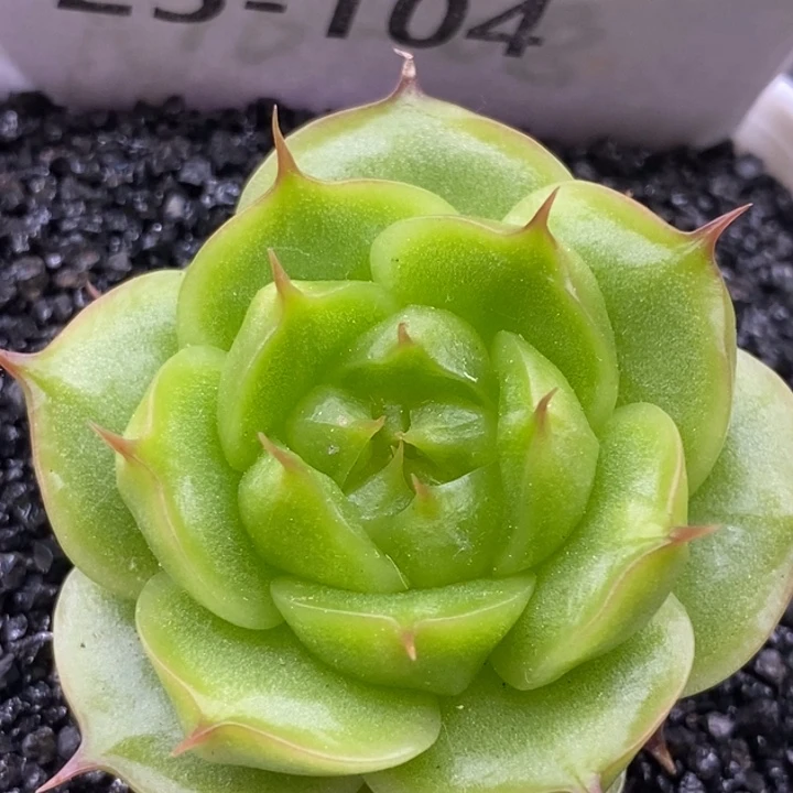 【闪购商品】25-104霓虹珍妮