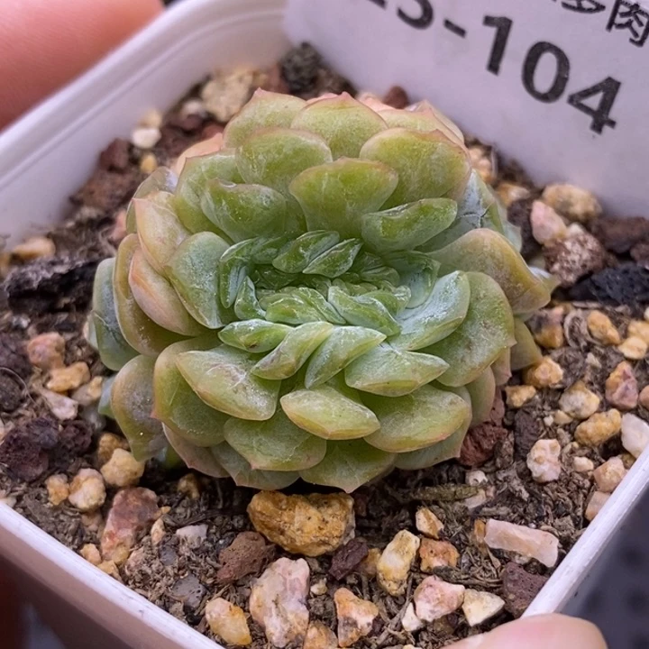 【闪购商品】25-104