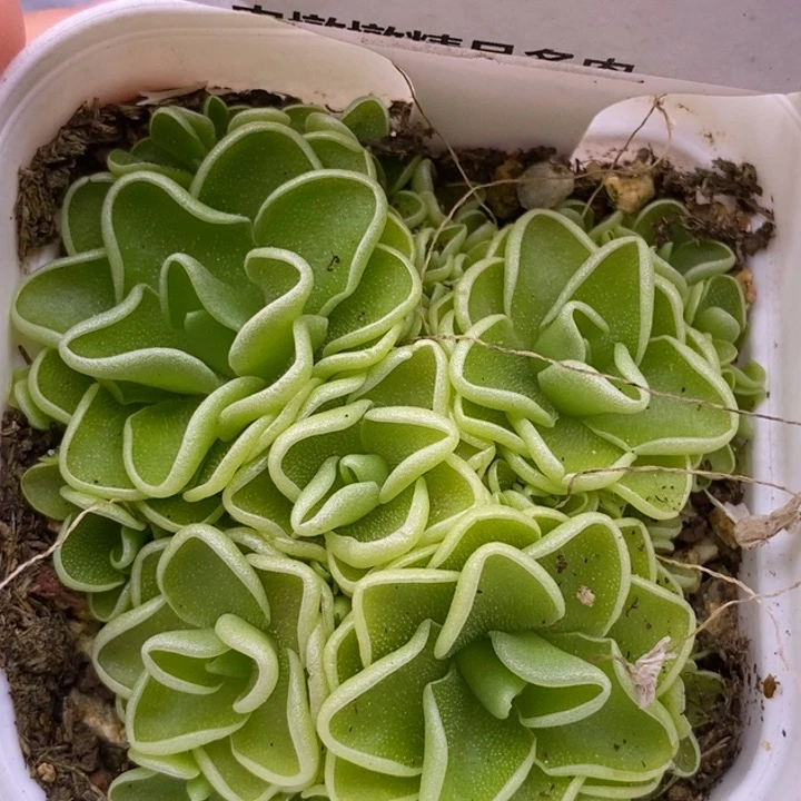 【闪购商品】08-82捕虫堇