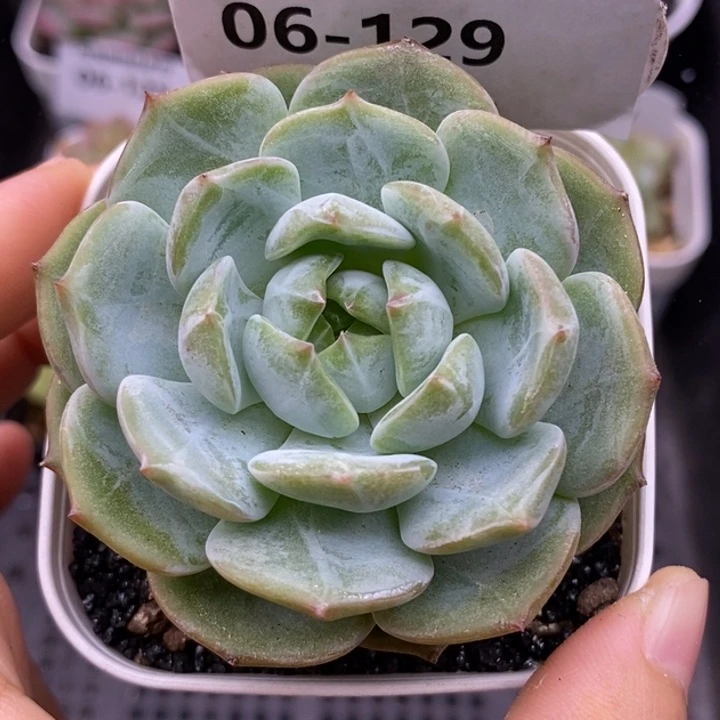 【闪购商品】06-129森林之星