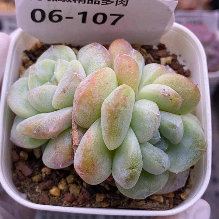 【闪购商品】06-107
