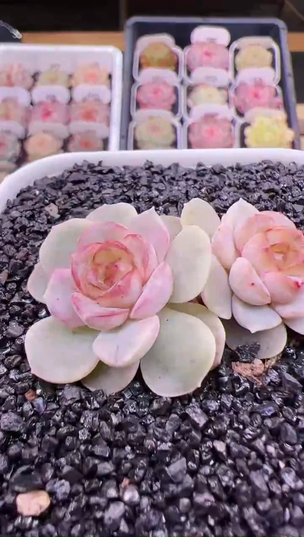 【闪购商品】B18熔晶双头起一颗