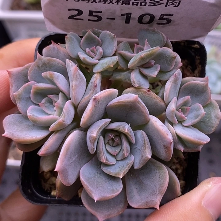 【闪购商品】25-105