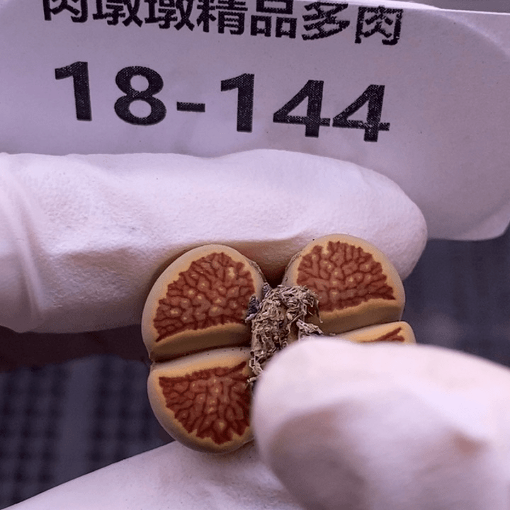 【闪购商品】18-144