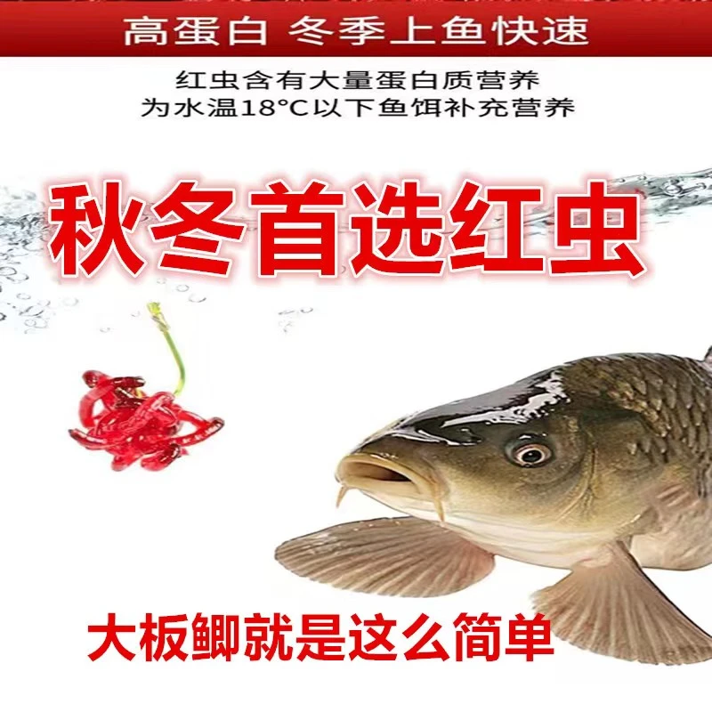 红虫特大号公虫活体活饵喂鱼饵拉饵鲫鱼野钓饵料钓鱼蚯蚓鲜活批发