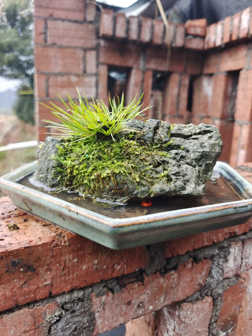 菖蒲附石，天然石头，黄金姬菖蒲，户外露养，尺寸如图，不含水底