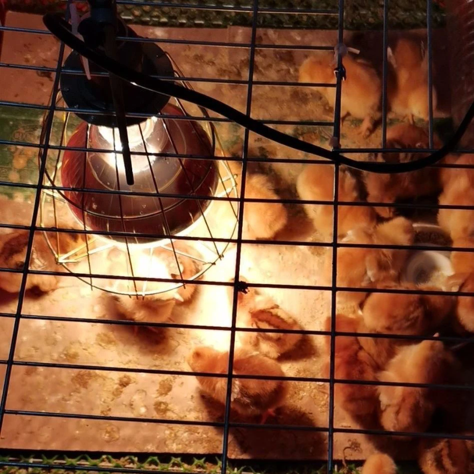 敏尚养殖保温灯取暖灯狗生产保温灯带开关家禽猪舍取暖灯防水防爆