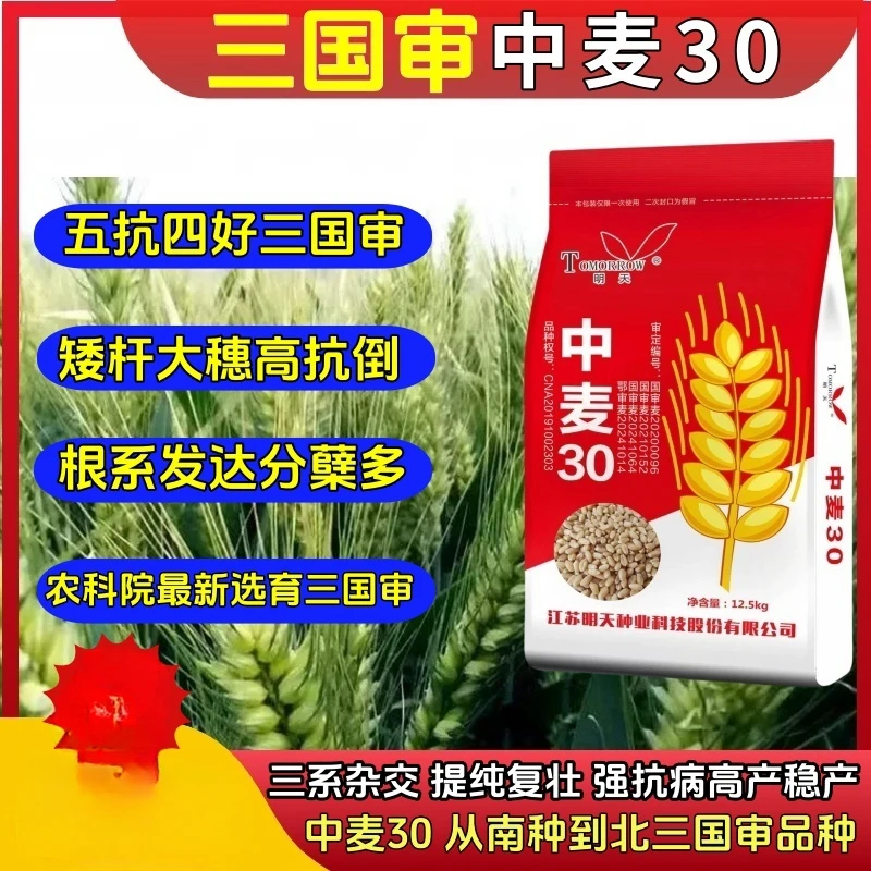 中麦30（三国审）矮杆大穗高产抗病抗倒耐旱小麦抗冻新品种