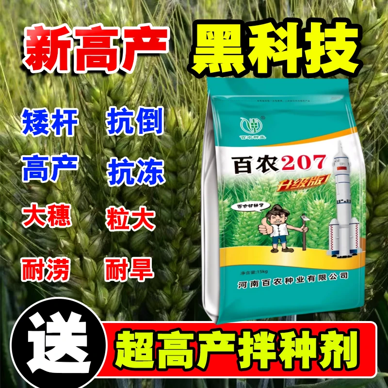 百农207矮杆大穗小麦新品种高产小麦种子原装抗病抗冻抗倒批发