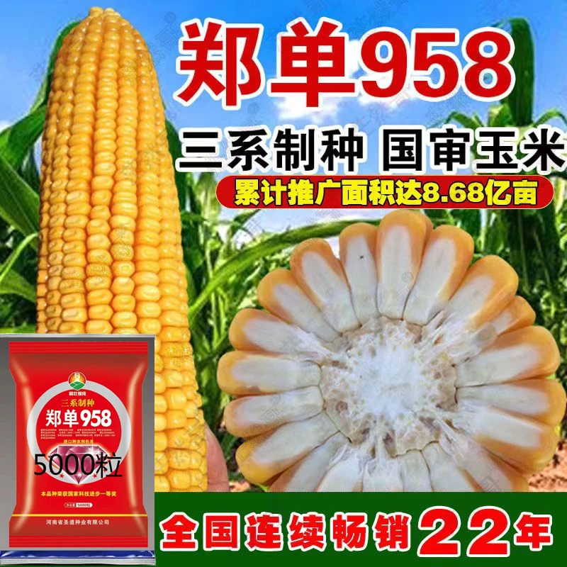 精壮提纯郑单958高产玉米种子大矮杆抗旱涝抗病抗倒伏南北方国审