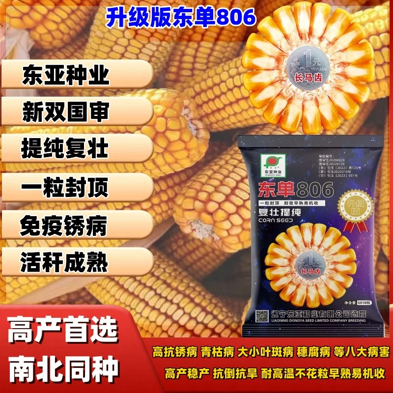 东单806复壮提纯升级版红轴矮杆玉米种子国审大棒抗倒抗病虫活杆