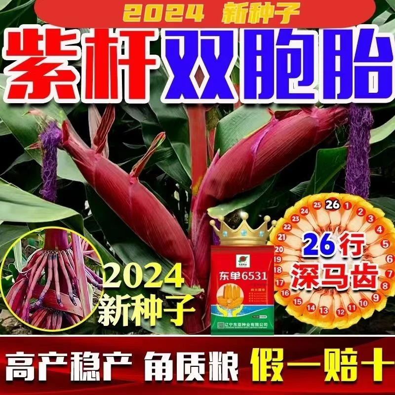 东单6531玉米种子双胞胎国审高产早熟抗锈病大马牙南北方农科院
