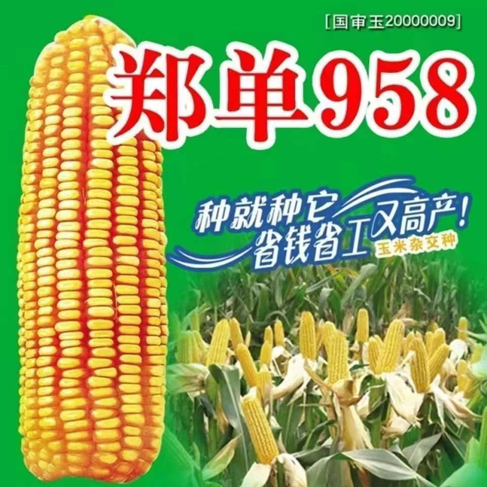 郑单958升级版提纯复壮高产玉米种子