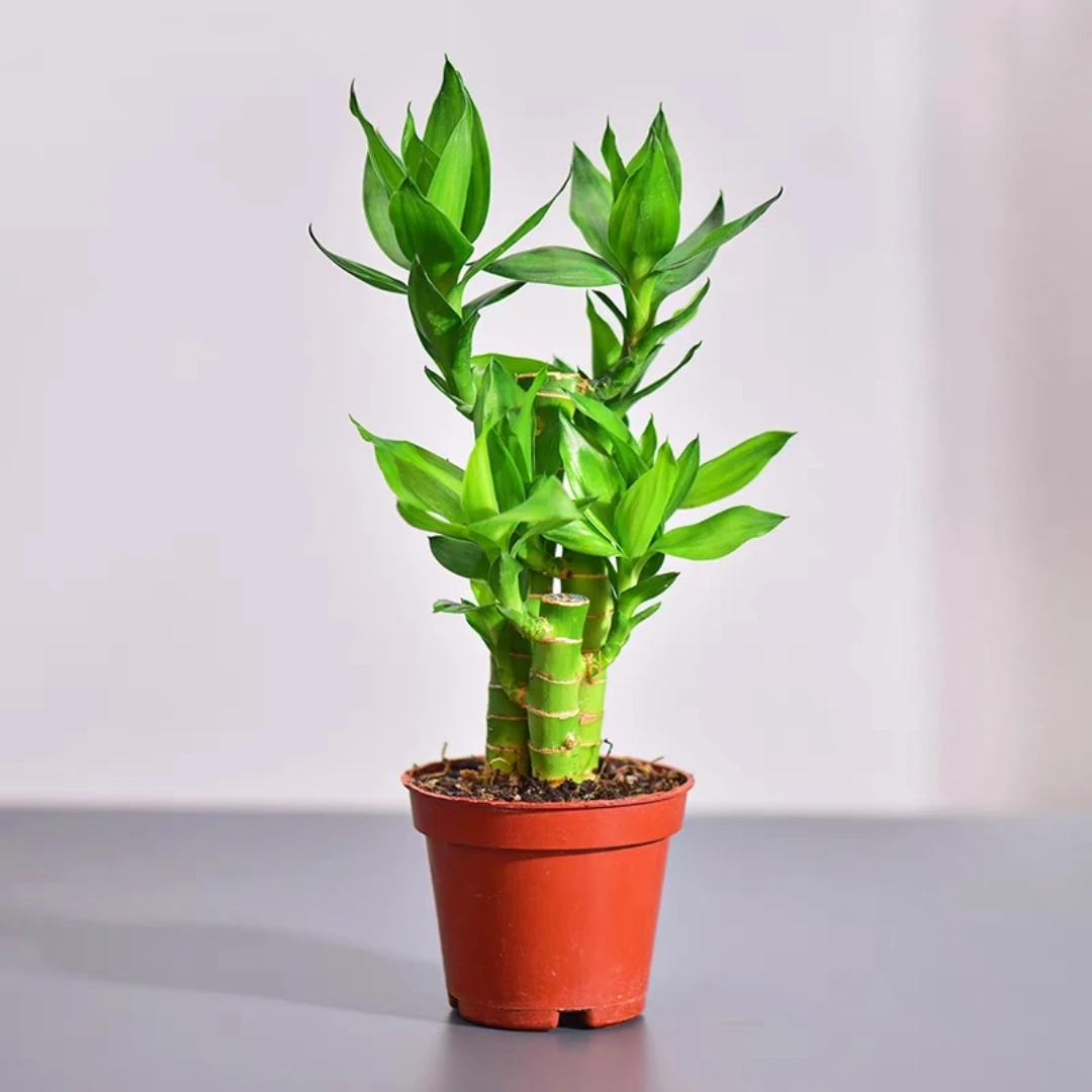 水培植物荷花竹水养盆栽室内花卉绿植文昌竹带根富贵竹净化步步高
