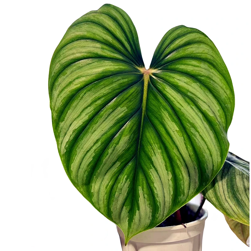 西瓜碧浪云锦马梅蔓绿绒室内绿植观赏植物阳台花卉大叶片