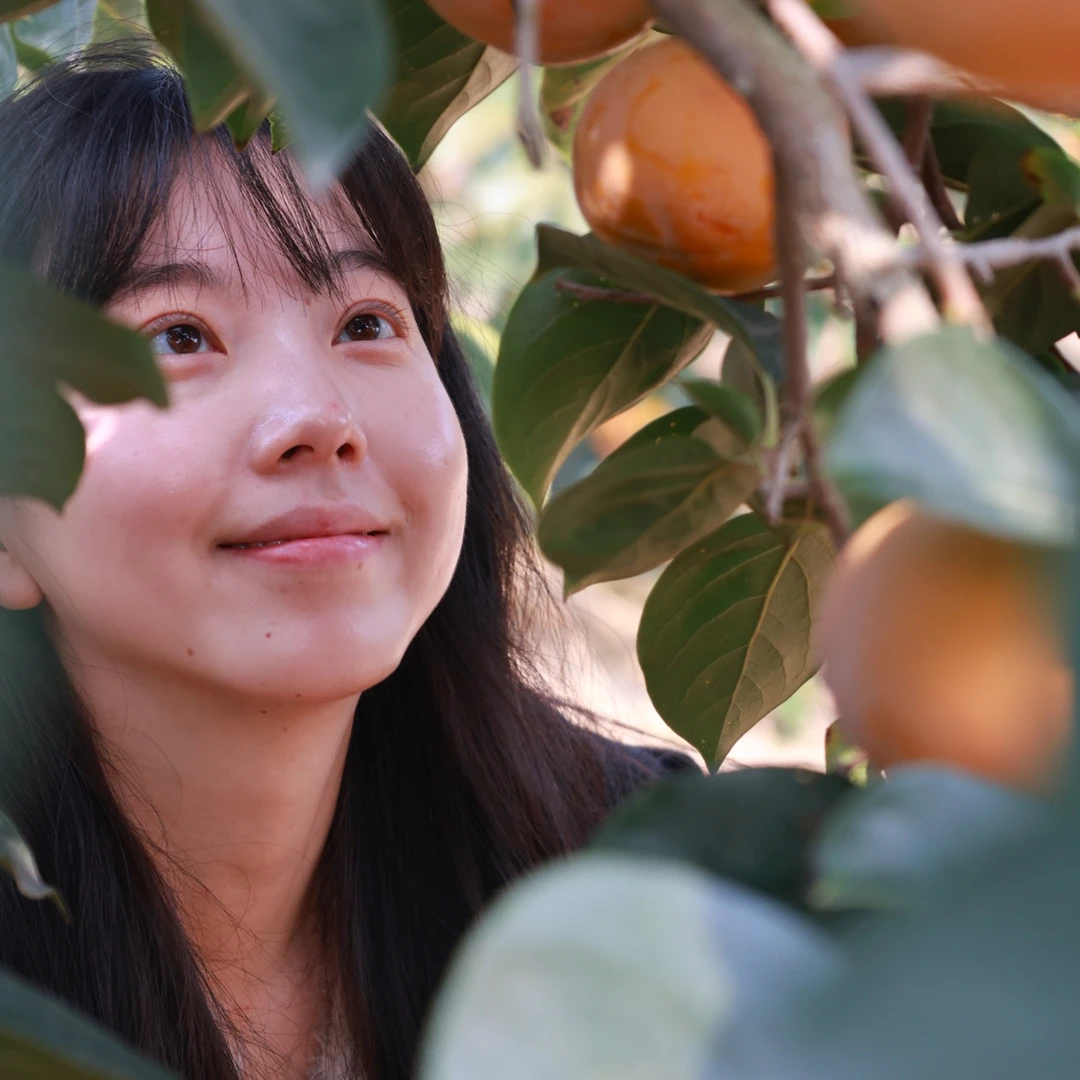 【小庄生活】陕西阳丰脆甜柿子无涩新鲜果园采摘净重5斤起