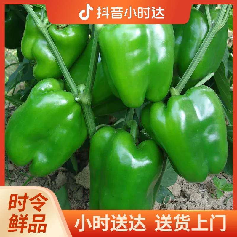 青椒 1 斤左右