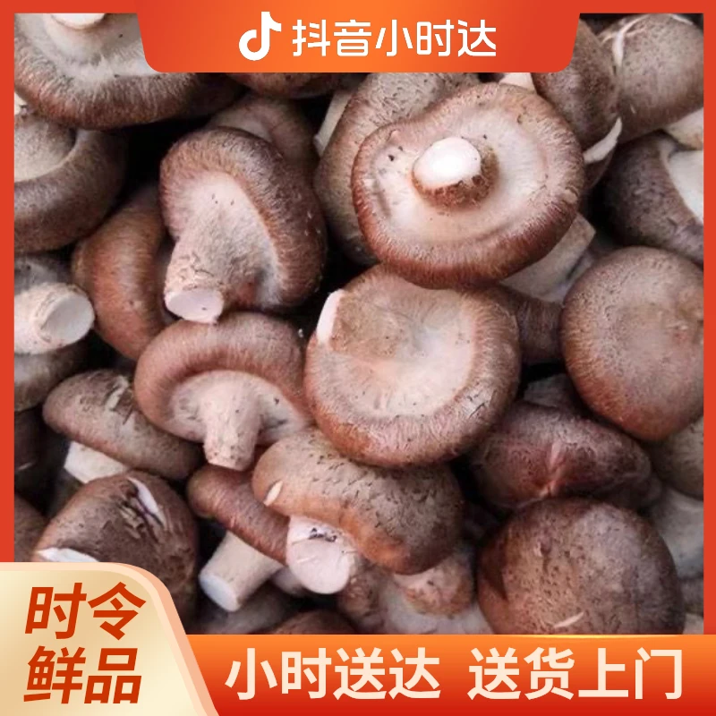 香菇250g左右