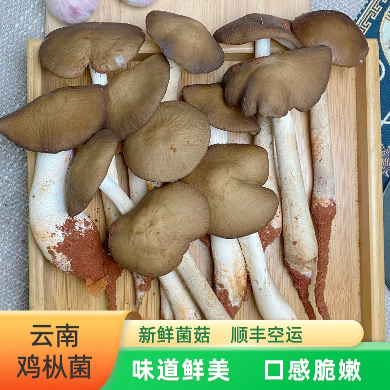 云南当季新鲜鸡枞菌露水鸡枞菌当季仿野生种植鸡枞菌1斤包邮