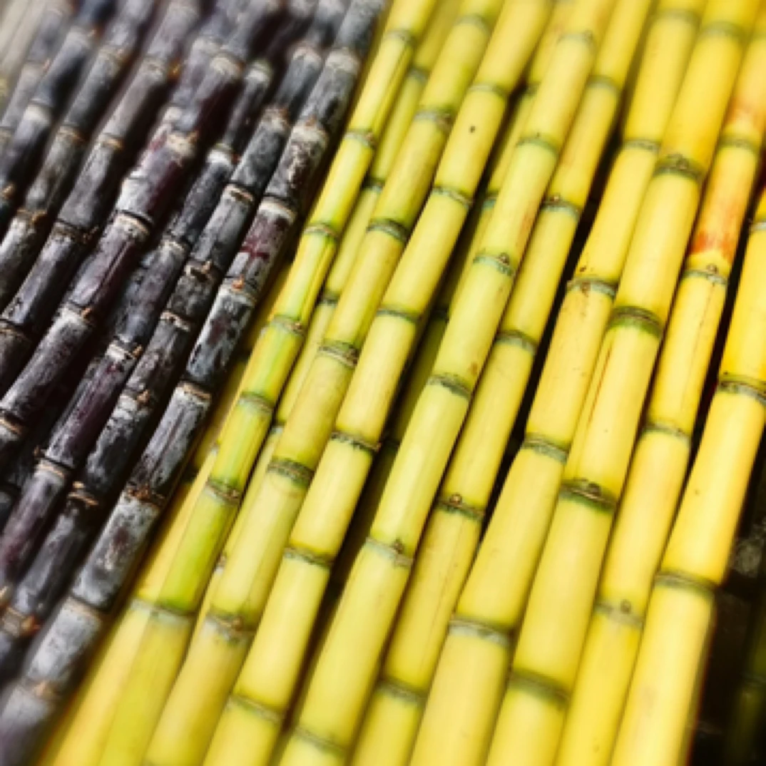 黄金甘蔗1根(削皮切块)约8斤