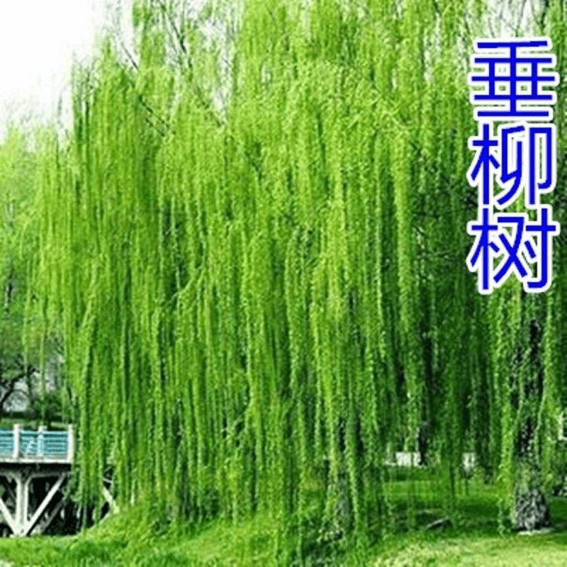 柳树树苗垂柳树苗黄柳苗青皮怪柳树南方北方种植庭院绿化苗木