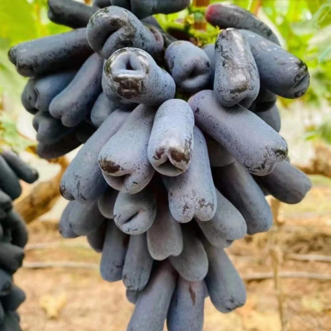 果树苗蓝宝石葡萄树苗南方北方种植当年结果盆栽地栽果树苗