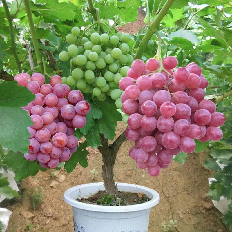 葡萄苗南北方种苗爬藤葡萄苗树苗嫁接苗树苗木无籽红提葡萄苗