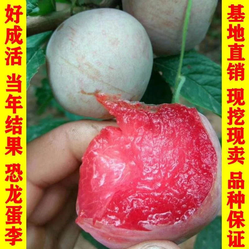 新品种果树苗红心李子树苗果树恐龙蛋李子苗嫁接苗南方北方种植
