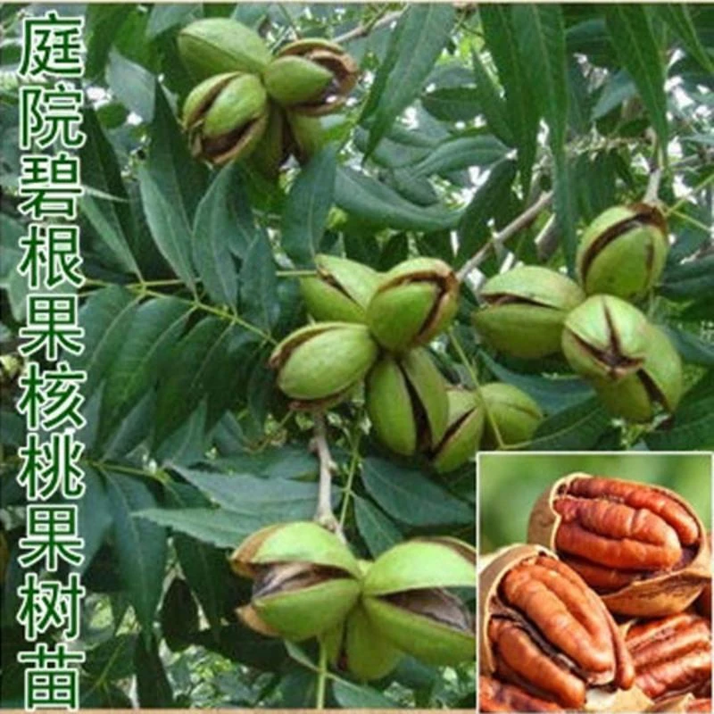 核桃树苗美国碧根果树苗嫁接苗长寿果庭院盆栽地栽果树苗当年结果