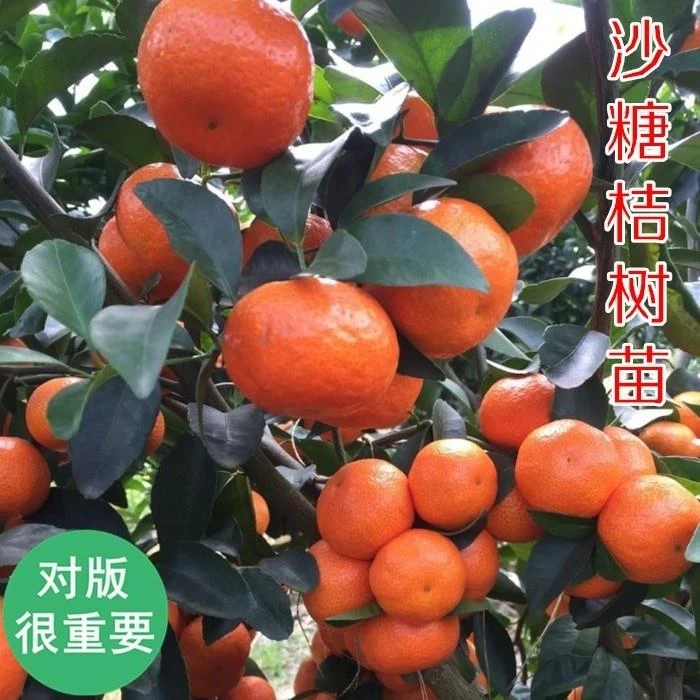 沙糖桔子树苗地栽盆栽果树果苗南北方种植嫁接橘子树苗柑桔砂糖橘