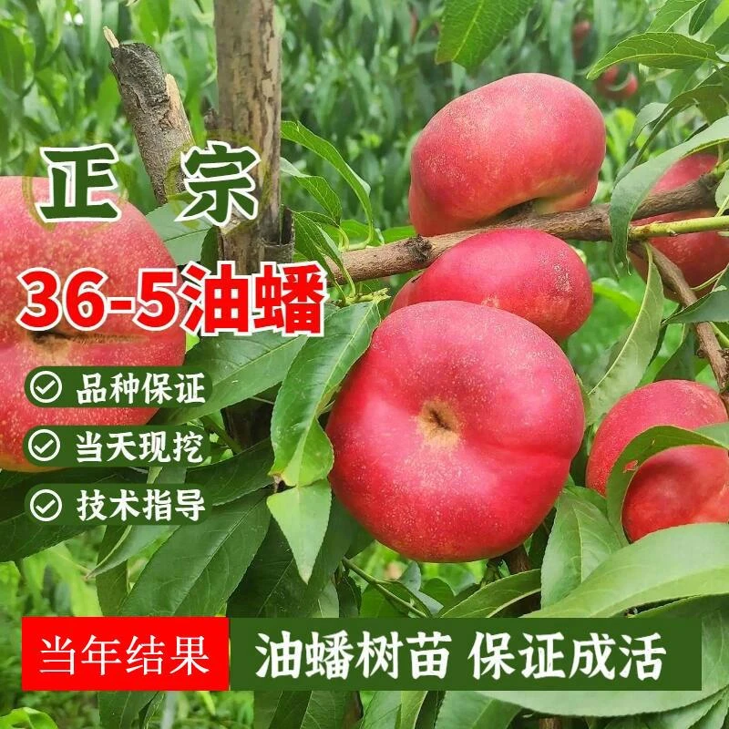 油蟠桃树果苗早熟桃树嫁接苗大树黄蟠桃树苗南方北方种植果树果苗