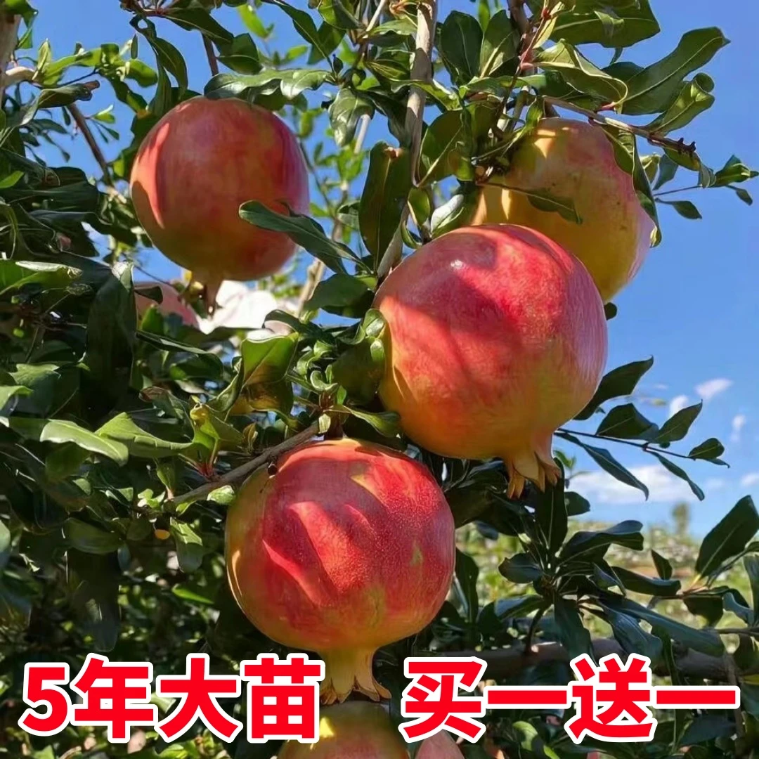 石榴树树苗突尼斯软籽石榴苗盆栽庭院果树特大带土无籽甜石榴树苗