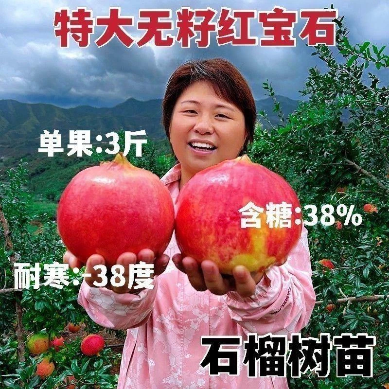 无籽果树红宝石榴树苗嫁接新品南北方耐寒适种当年结果石榴苗果树