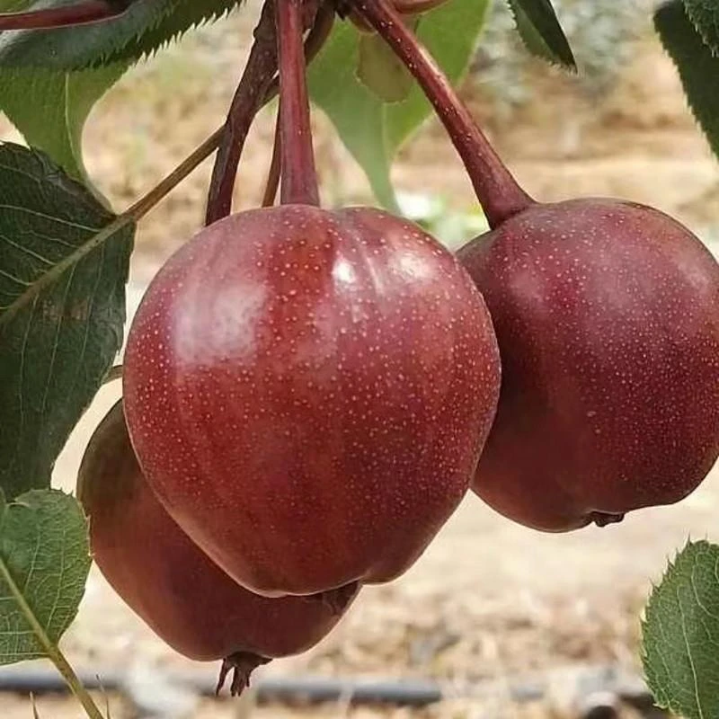 新品种早酥红梨树苗奥红一号全红梨苗果树苗南方北方种植当年结果