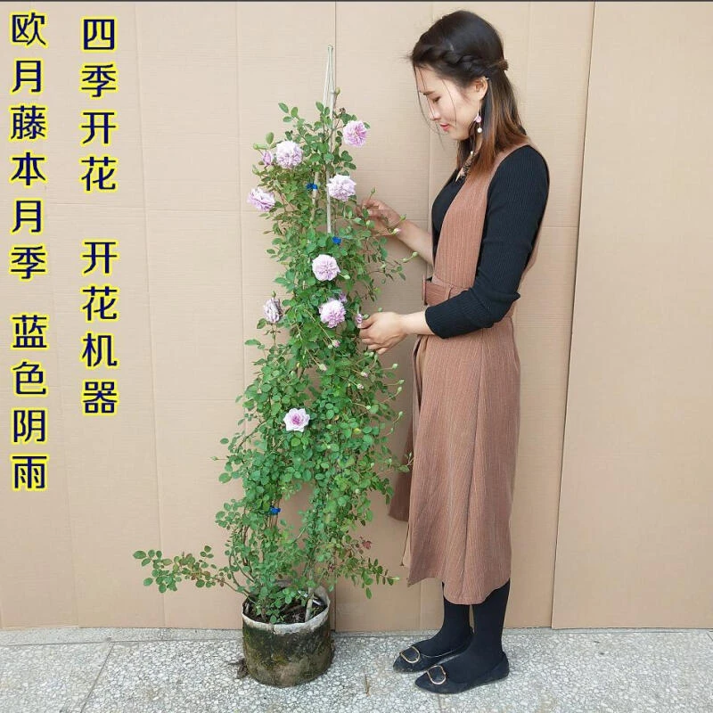 畅微 藤本月季花苗蓝色阴雨 攀援多花蔷薇 爬藤月季花玫瑰花苗四