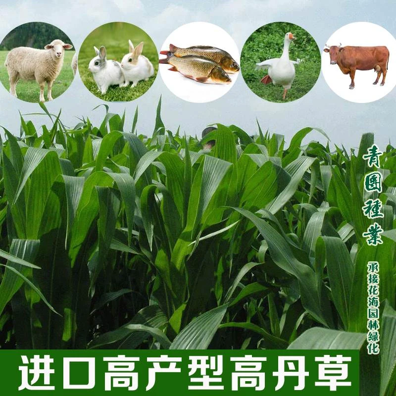 高丹草种子牧草种籽杂交王草苏丹草种籽喂鱼兔鸭鹅猪牛羊草籽