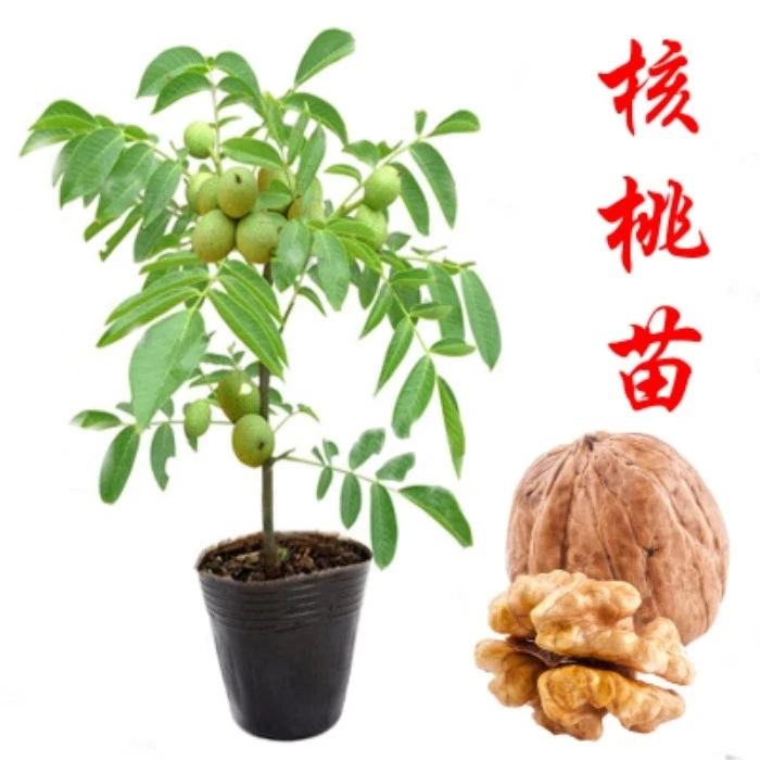 精品核桃苗8518嫁接苗薄皮核桃树苗南方北方种植盆栽地栽果树苗