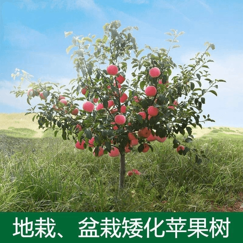 玥麒苹果树果苗地栽别墅庭院果树特大带土球发货嫁接红富士苹果苗