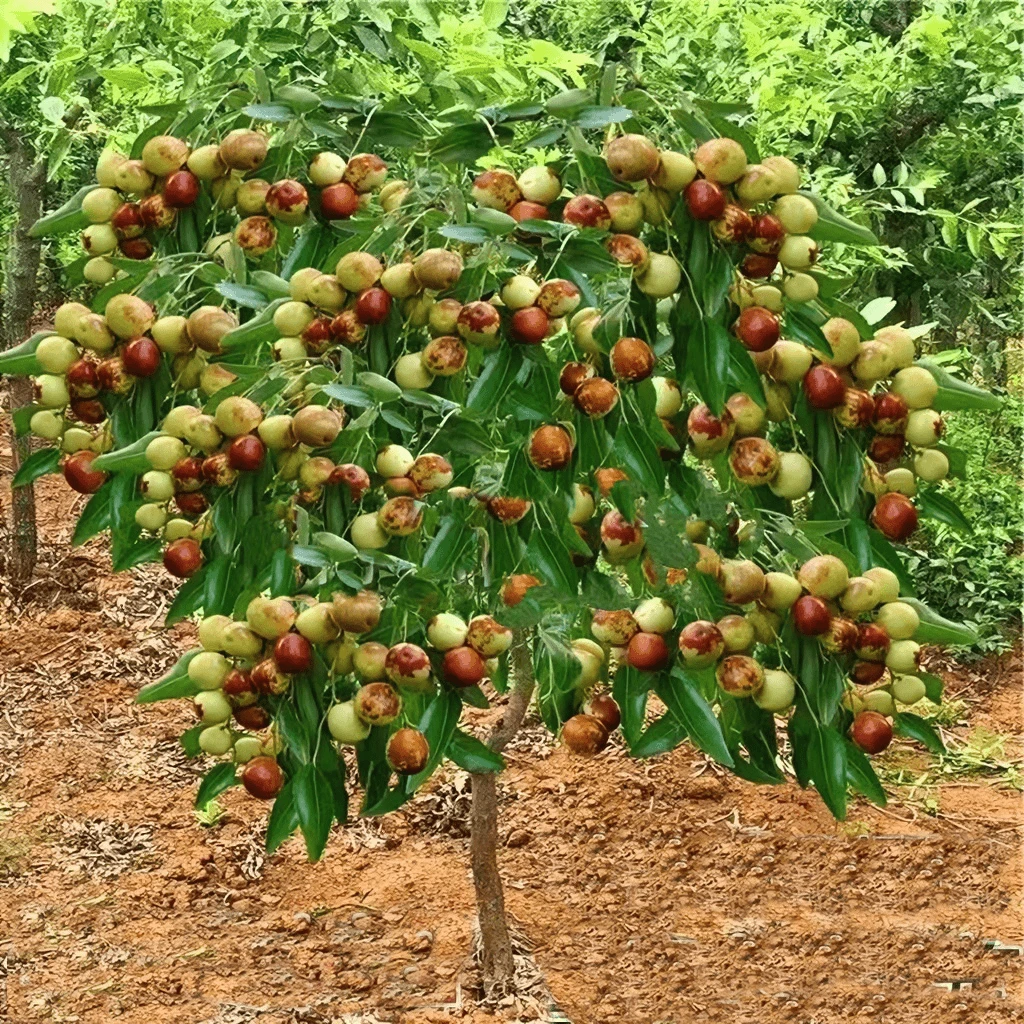 冬枣树枣树枣树苗果树蟠枣果树苗果树枣子树苗南北方种植当年结果