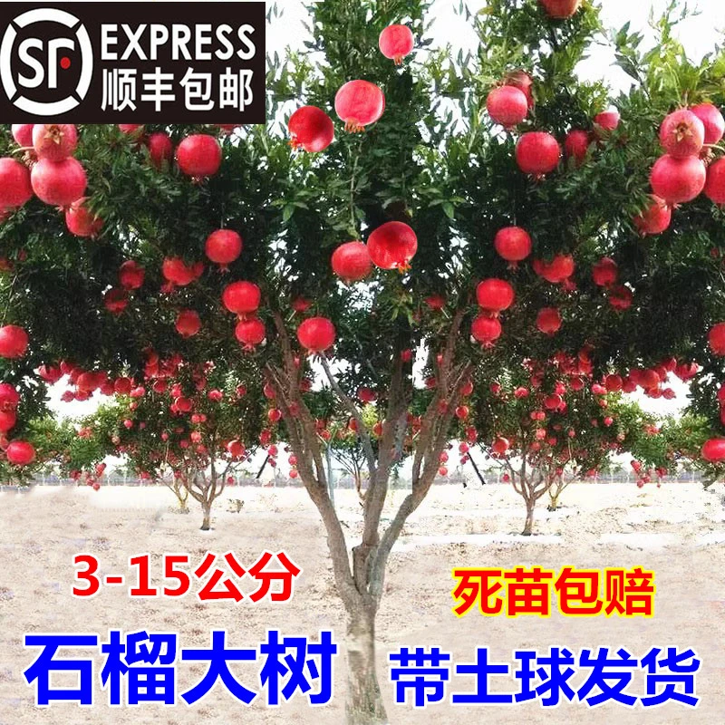 果树石榴树树苗突尼斯软籽地栽庭院果树黑子无籽甜石榴大树带土球