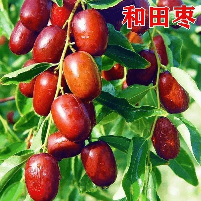 新疆和田大枣树苗果树甜枣苗南北方种植耐寒盆栽地栽当年结果树苗