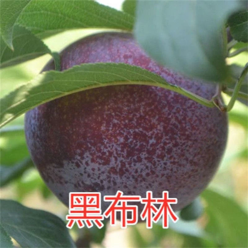 李子树苗早熟晚熟嫁接黑布林李子苗南北方种植果树苗当年结果苗