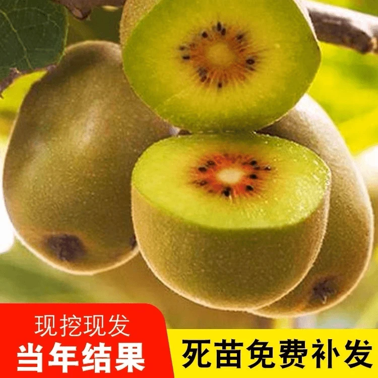 红心猕猴桃树果苗当年结果奇异果南北方种软枣猕猴桃苗爬藤果树苗