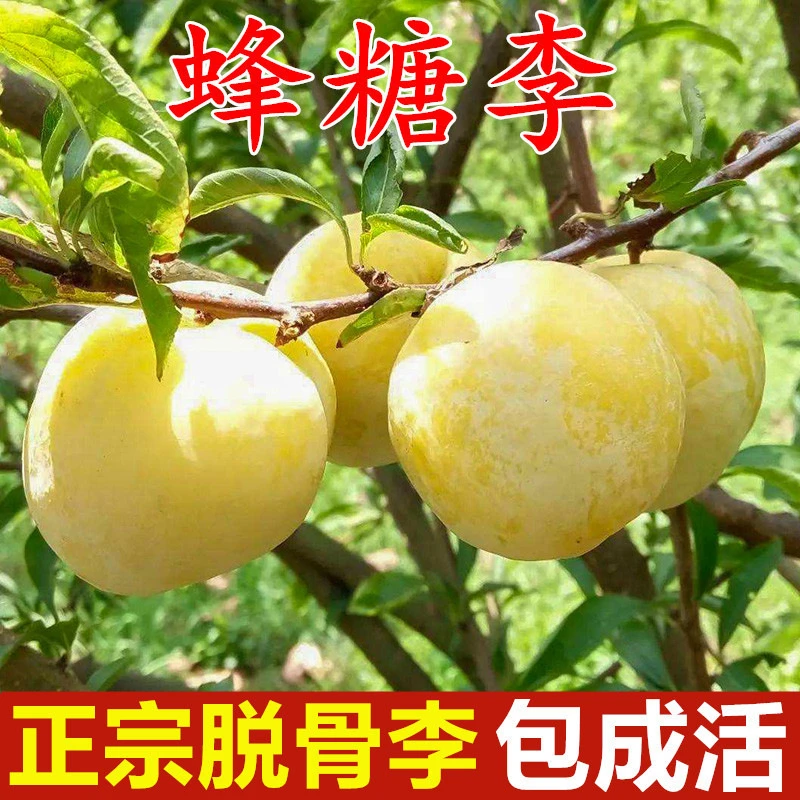 李子树苗嫁接蜂糖脱骨李果树苗南方北方种植果树盆栽地栽当年结果